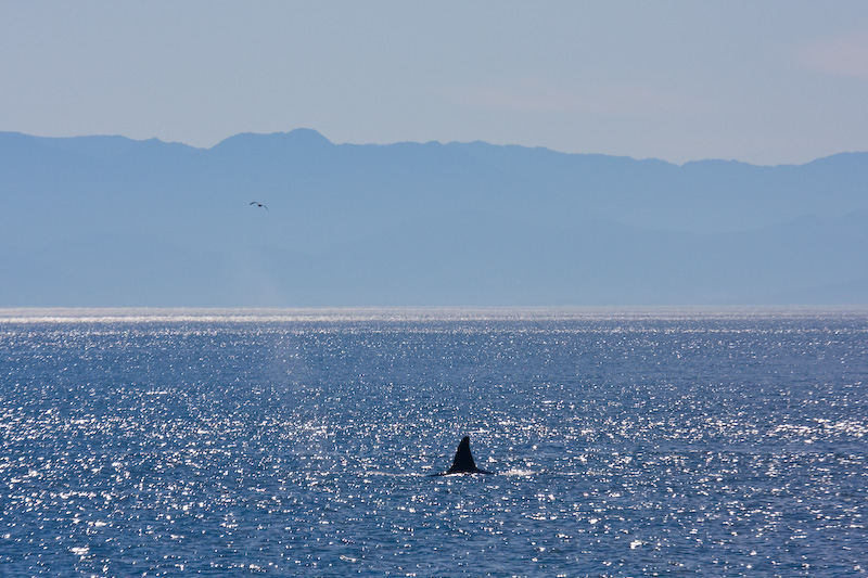 Orca And Olympic Mountains